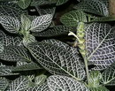 Fittonia verschaffeltii